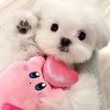 丢东西的丢丢