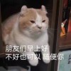 ヒラ