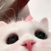 风从你的耳边吹过