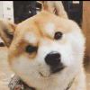 张磊鑫