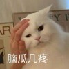 呵！⣂⡋