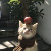 甜了星辰