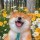 书虫