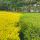 NatureG