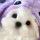 Liny