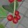 芳草青青