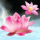 落花轩