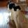 lucy