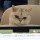 Suspect