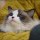 猫街小巷浅时光