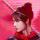 jinjing287