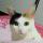 不能吃鱼的猫(=^_^=)