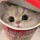 可可爱猫猫