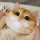 爱笑的猫