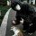 缘起猫猫