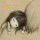 小蜜