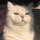 猪一样的队友