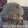 刘♂卫♀ shability