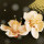 夕颜