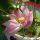 花庵词主