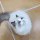 mi苏小猫