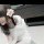芸芸