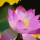 莲花