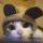 ╮慵懒猫咪╭