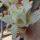 tingting