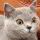 斑斓猫
