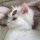猫玖