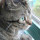 猫儿宝宝飞