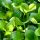 绿叶