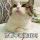 猎虎者