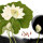 唯美藝術(shù)壁紙