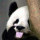 火龍駒