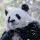 轉(zhuǎn)身淚傾城
