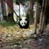 头像图片