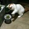 爱情坦荡荡的头像