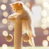 慵懒滴猫咪的头像