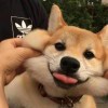 Traveler的头像