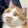 了然的头像