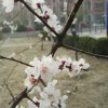 夏日烟愁么么茶的头像