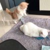一颗大丸子的头像