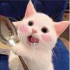 曲桑的头像
