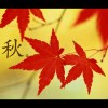 秋枫的头像
