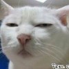二三三的头像