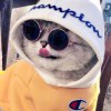 流氓兔的头像