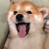 Oxygen的头像