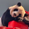 好可惜的头像